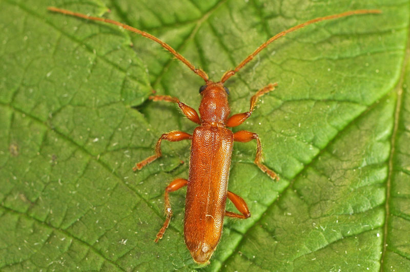 A Cerambycidae from Bulgaria:  Axinopalpis gracilis gracilis, maschio